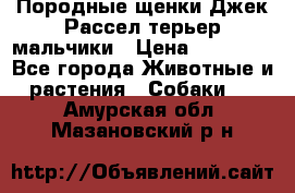 Породные щенки Джек Рассел терьер-мальчики › Цена ­ 40 000 - Все города Животные и растения » Собаки   . Амурская обл.,Мазановский р-н